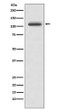PYK2 antibody western blot Ramos lysates STJA0036010