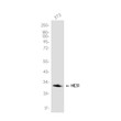 HES1 antibody western blot 3T3 lysates STJA0036013