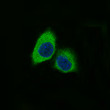 Nestin antibody immunofluorescence PC-12 cells STJA0036017
