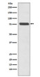 p63 antibody western blot A431 lysates STJA0036019
