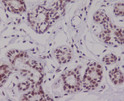 p63 antibody immunohistochemistry human breast paraffin-embedded STJA0036019
