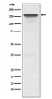 P Glycoprotein antibody western blot HeLa lysates STJA0036025