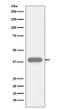 Cardiac Troponin T antibody western blot human fetal heart STJA0036026