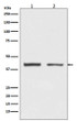 hnRNP C1/C2 antibody western blot HeLa HepG2 STJA0036034