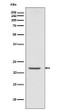 ASC antibody western blot TMS1 U937 lysates STJA0036042