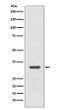 HLA-DR antibody western blot Raji STJA0036055
