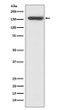 CD21 antibody western blot Raji cells STJA0036058