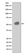 CD14 antibody western blot human tonsil STJA0036063