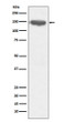 CD13 antibody western blot THP-1 lysates STJA0036071