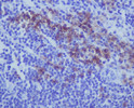 CD38 antibody immunohistochemistry human tonsil STJA0036079
