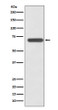 SHP2 antibody western blot A431 cells STJA0036082