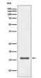 DiMethyl-Histone H3 Lys9 antibody western blot HeLa STJA0036087