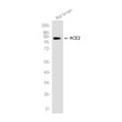 ACE2 antibody western blot rat brain STJA0036101