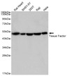 Tissue Factor antibody western blot rat heart SH-SY5Y 293T Raji HeLa STJA0036115