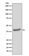 CDK7 antibody western blot MCF-7 cells STJA0036122