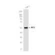 IRF5 antibody western blot THP-1 STJA0036123