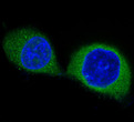PDPK1 antibody immunofluorescence PC-12 cells STJA0036128
