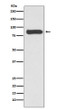 STAT4 antibody western blot HeLa lysates STJA0036145