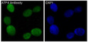 ATF4 antibody immunofluorescence 293 cells STJA0036150