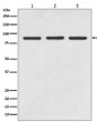 STAT5 antibody western blot Jurkat 3T3 PC-12 STJA0036151