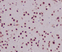 Histone H3 antibody immunohistochemistry mouse brain STJA0036152