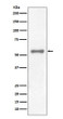 PAX7 antibody western blot HeLa lysates STJA0036172