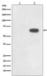 Phospho-CDC6 Ser54 antibody western blot Raji lysates STJA0036181