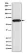 CDC25B antibody western blot U937 lysates STJA0036186