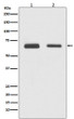 CDC23 antibody western blot HepG2 Jurkat lysates STJA0036198