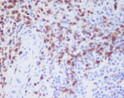 CD3D antibody immunohistochemistry human spleen STJA0036216