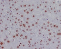 Phospho-Histone H2AX antibody immunohistochemistry mouse liver STJA0036230