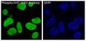Phospho-Nrf2 antibody immunofluorescence HepG2 STJA0036231