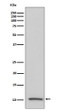 IGF2 antibody western blot human serum lysates STJA0036236