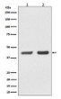 BMI1 antibody western blot K562 PC-12 lysates STJA0036243