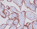 Transferrin Receptor CD71 antibody immunohistochemistry human placenta STJA0036254