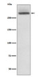 LAMA3 antibody western blot HeLa lysates STJA0036255