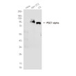 PGC1 alpha antibody western blot HeLa NIH 3T3 C6 STJA0036262