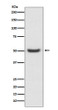 PDIA6 antibody western blot K562 cells STJA0036264