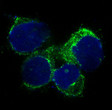 CD90 antibody immunofluorescence U87-MG STJA0036287