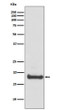 ARF6 antibody western blot 293T cells STJA0036289