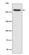 NG2 antibody western blot A375 cells STJA0036290