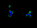 CD59 antibody immunofluorescence BxPC-3 cells STJA0036326