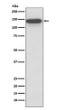 SMC3 antibody western blot HeLa cells STJA0036332