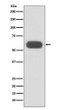 GBA antibody western blot U87-MG cells STJA0036333