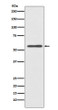 CYP2E1 antibody western blot HeLa lysates STJA0036341