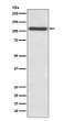 CD62P antibody western blot HUVEC STJA0036349