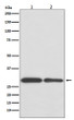 BNIP3 antibody western blot Jurkat mouse spleen STJA0036353
