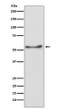 ATP5F1A antibody western blot HepG2 lysates STJA0036356