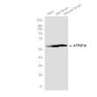 ATP5F1A antibody western blot HeLa rat mouse brain STJA0036356