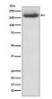 NEFM antibody western blot 293T cells STJA0036366